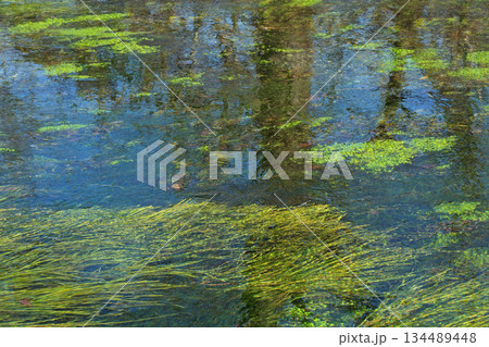 安曇野　大王わさび農場の清流 134489448