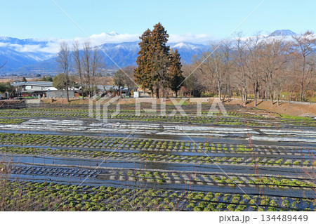 安曇野　冬の大王わさび農場 134489449