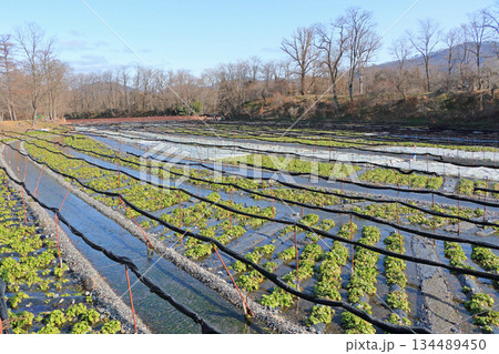 安曇野　冬の大王わさび農場 134489450