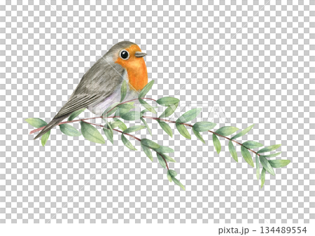 Watercolor robin bird sitting on slender branch with fresh green leaves illustration on isolated background. Small bird with orange breast. For greeting cards, website design, garden life decor. Watercolor robin bird sitting on slender branch with fresh green leaves illustration on isolated background. Small bird with orange breast. For greeting cards, website design, garden life decor. 134489554