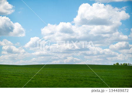 Grass clouds sky bright summer day over vast green meadow with copy space 134489872