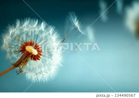 Closeup of dandelion on natural background Closeup of dandelion on natural background 134490567