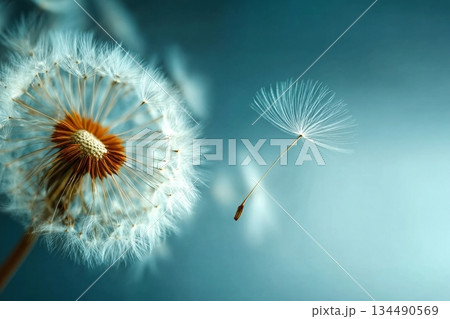 Closeup of dandelion on natural background 134490569