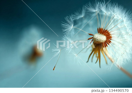 Closeup of dandelion on natural background Closeup of dandelion on natural background 134490570