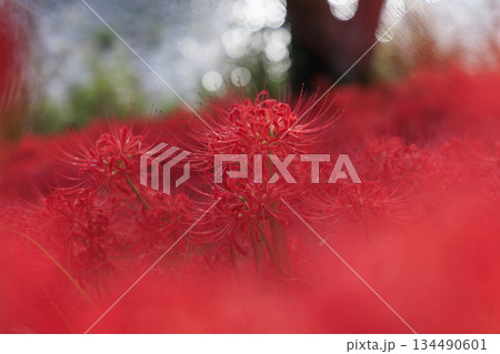 岐阜県津屋川彼岸花群生地で一面に咲く真っ赤な彼岸花の群生 134490601