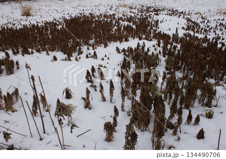 雪と枯れ草の風景 雪と枯れ草の風景 134490706