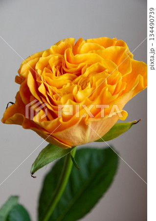 オレンジ色のバラ 134490739