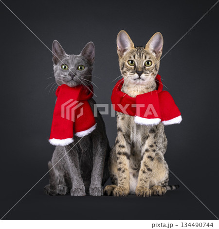 Dressed up cat on black background Dressed up cat on black background 134490744