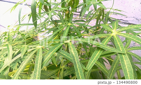 Wild Cassava Leaves Growing by the Roadside 4K Wild Cassava Leaves Growing by the Roadside 4K 134490800