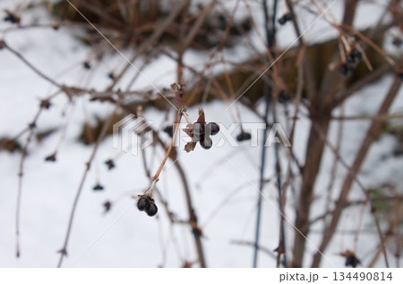 雪と枯れ草の風景 雪と枯れ草の風景 134490814