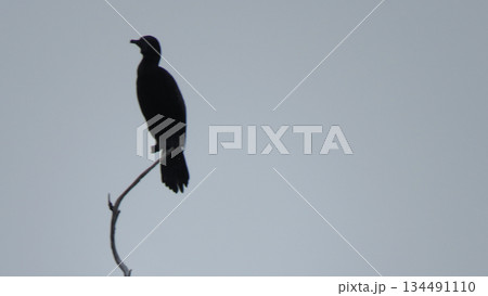 Silhouette of black bird perched on branch against sky background captured in 4k Silhouette of black bird perched on branch against sky background captured in 4k 134491110