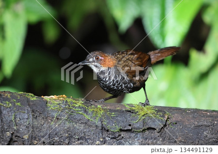 ウロコサザイチメドリ 134491129