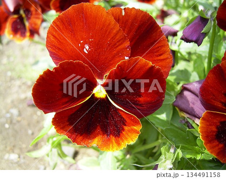 赤いパンジー 134491158