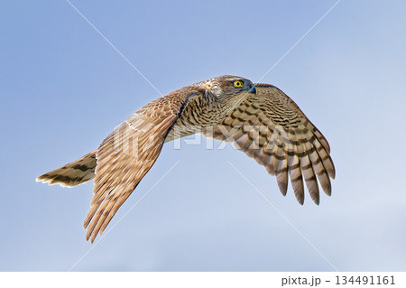 背面が褐色のハイタカ若鳥(第二回冬羽) 背面が褐色のハイタカ若鳥(第二回冬羽) 134491161