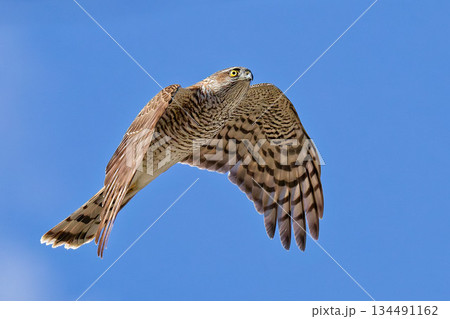 飛行するハイタカ若鳥(第二回冬羽) 飛行するハイタカ若鳥(第二回冬羽) 134491162