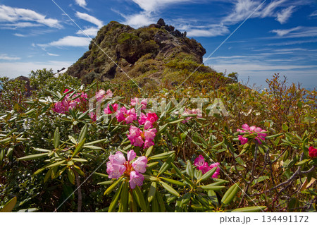谷川岳・オキの耳の岩峰とシャクナゲの花 谷川岳・オキの耳の岩峰とシャクナゲの花 134491172