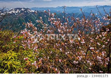谷川岳稜線に咲くミネザクラと朝日岳・尾瀬の山並み 谷川岳稜線に咲くミネザクラと朝日岳・尾瀬の山並み 134491173