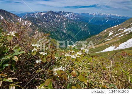 谷川連峰・一ノ倉岳稜線のオオカメノキと残雪の上越国境稜線・苗場山 134491200
