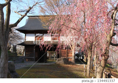 桜咲く飯山城城門風景 134491337