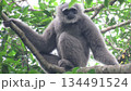 4k detailed gray monkey sitting on tree branch 134491524