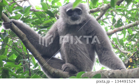 4k detailed gray monkey sitting on tree branch 4k detailed gray monkey sitting on tree branch 134491524
