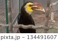 4k detailed hornbill behind cage fence 134491607