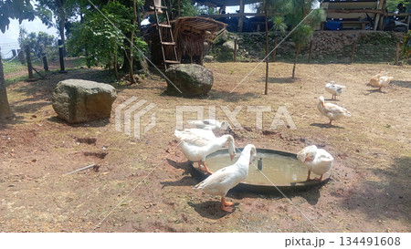 Long neck geese on open ground in natural outdoor setting captured in 4k 134491608