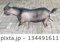 Side view goat standing on paving block surface captured in 4k 134491611
