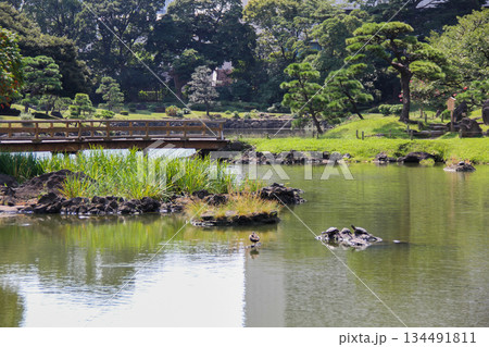 旧芝離宮恩賜庭園の池に集う鴨と亀、木橋のある日本庭園風景 134491811