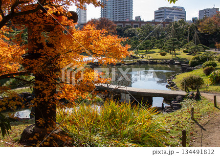 秋の紅葉と石橋、灯籠が彩る旧芝離宮恩賜庭園 秋の紅葉と石橋、灯籠が彩る旧芝離宮恩賜庭園 134491812