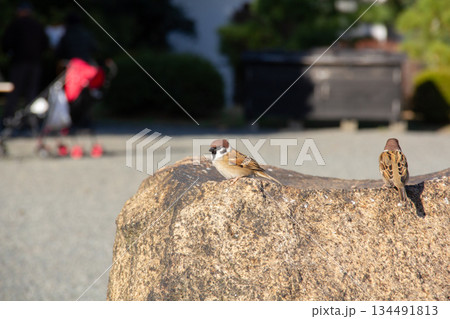 旧芝離宮恩賜庭園の石の上に止まる雀たち|都会の日本庭園に暮らす野鳥 旧芝離宮恩賜庭園の石の上に止まる雀たち|都会の日本庭園に暮らす野鳥 134491813