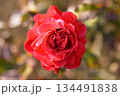 中央に映る赤いバラ 134491838