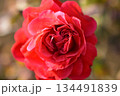 画面いっぱいの一輪の赤いバラ 134491839