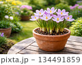 春の庭、クロッカスの鉢植え 134491859