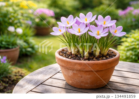 春の庭、クロッカスの鉢植え 134491859