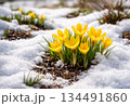 春の訪れ、雪の残る庭に咲くクロッカス 134491860