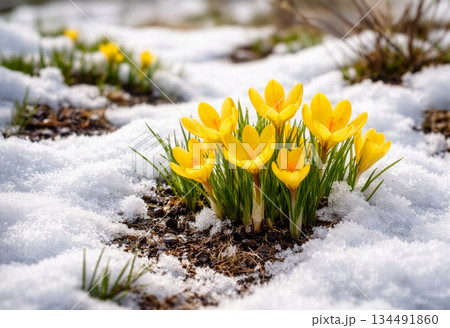 春の訪れ、雪の残る庭に咲くクロッカス 134491860