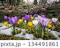 雪の中から咲く色とりどりのクロッカスの花 134491861