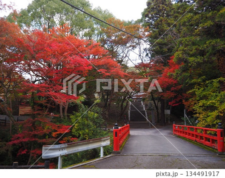 和歌山県　根来寺の紅葉 134491917