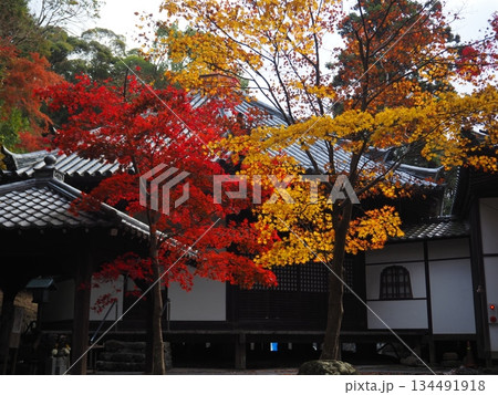 和歌山県 根来寺の紅葉 和歌山県 根来寺の紅葉 134491918