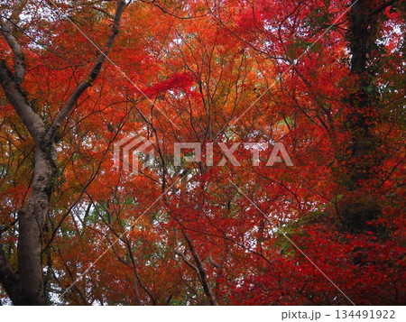 和歌山県 根来寺の紅葉 和歌山県 根来寺の紅葉 134491922
