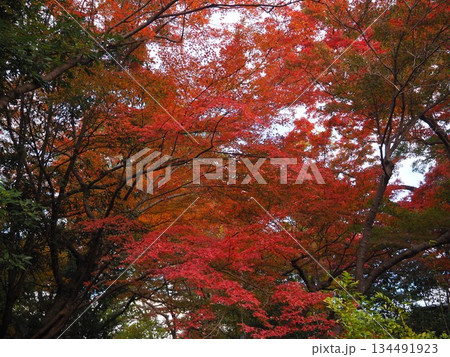 和歌山県 根来寺の紅葉 和歌山県 根来寺の紅葉 134491923