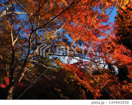和歌山県　根来寺の紅葉 134491939