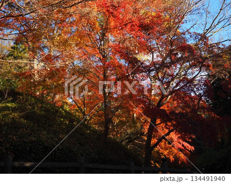和歌山県　根来寺の紅葉 134491940
