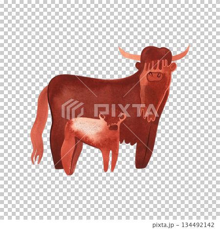The Highland Cow is a Scottish breed of rustic cattle. Cow and Calf. Character for packaging, children's book and encyclopedia. Isolated watercolor illustration in retro style. Clipart. 134492142
