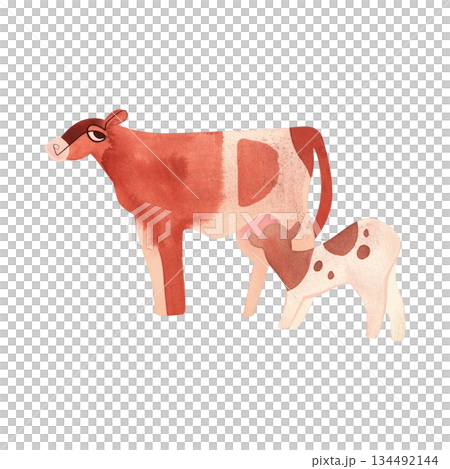 The Ayrshire is a Scottish breed of dairy cattle. Cow and Calf. Character for packaging, children's book and encyclopedia. Isolated watercolor illustration in retro style. Clipart. The Ayrshire is a Scottish breed of dairy cattle. Cow and Calf. Character for packaging, children's book and encyclopedia. Isolated watercolor illustration in retro style. Clipart. 134492144