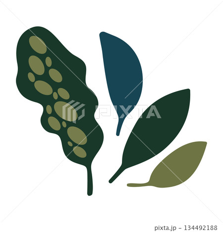 Set of juicy and fresh green spring and summer leaves: birch, oak. Vector elements for minimalist illustrations 134492188