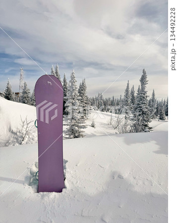 Purple snowboard standing in snow among pine trees 134492228