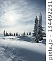 Snowy forest landscape with frosted pine trees under sunlight. 134492231