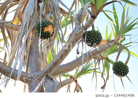 木に実って一部が欠けたタコノキの実 134492496